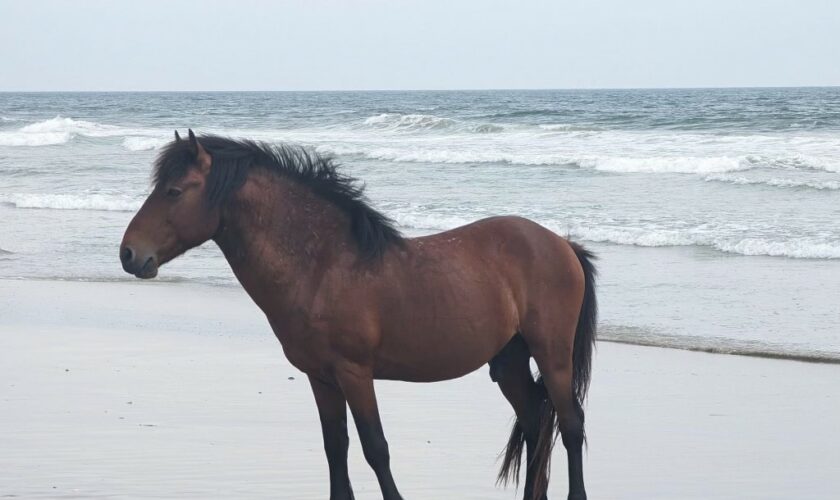 Rare Outer Banks stallion euthanized after being hit by off-road vehicle