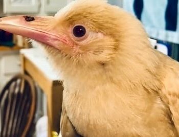 Rare white crow rescued after ‘dive bombed’ by other crows in Virginia