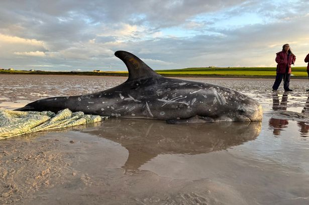 Residents save three stranded dolphins washed up on Orkney beach