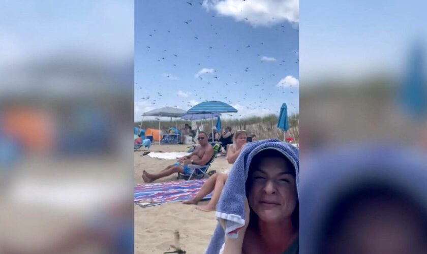 Seltenes Spektakel: XXL-Libellenschwarm überrascht Strandbesucher