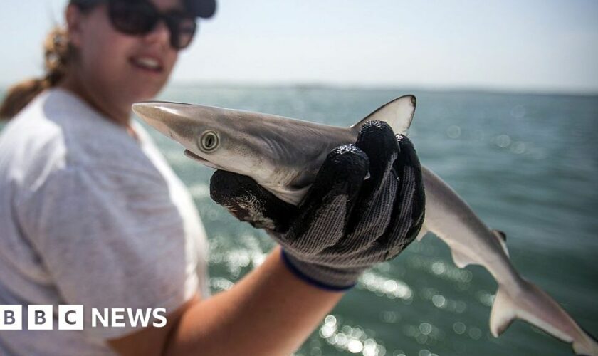 Sharks off Brazil coast test positive for cocaine