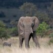 South Africa: Spanish tourist trampled by elephant herd