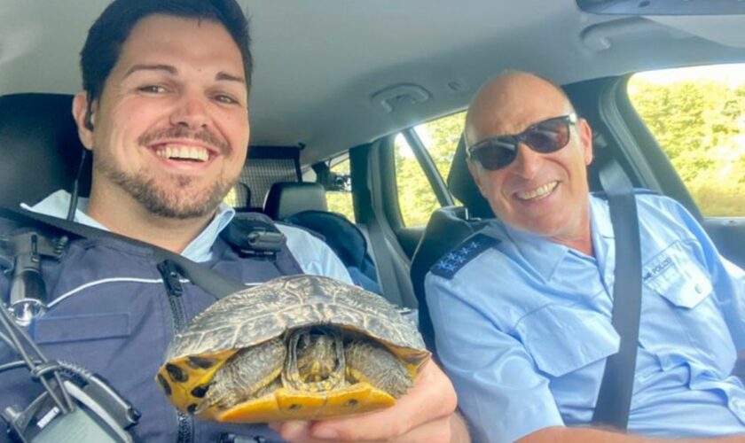 Gleich zweimal an einem Tag hat sich die Polizei im Ortenaukreis zweier sich in Gefahr gegebener Schildkröten angenommen. Foto: