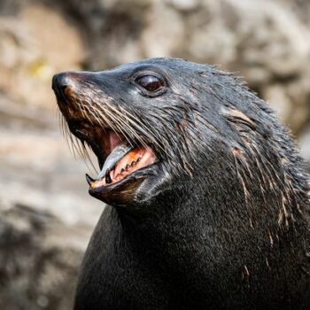 Tourists and surfers warned as rabies outbreak found on beaches