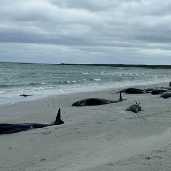 Tragedy as nearly 100 whales die following mass stranding on beach