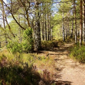 'UK's most beautiful boardwalk' with lush forest, waterfalls and old market town