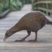 Un candidat de téléréalité tue et mange un oiseau protégé en Nouvelle-Zélande