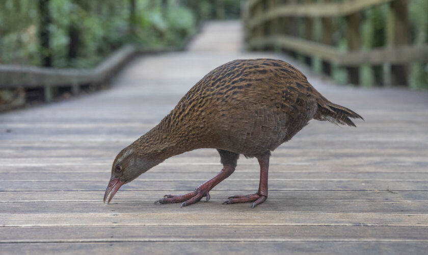 Un candidat de téléréalité tue et mange un oiseau protégé en Nouvelle-Zélande