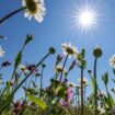 Sonnenschein für Ausflüge ins Grün: Für Berlin und Brandenburg sind die Wetteraussichten sehr gut. (Archivbild) Foto: Jan Woitas