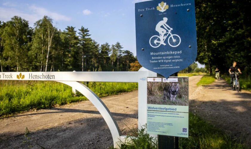 Niederländische Behörde warnt wegen Wolfsangriffen auf Kinder vor Waldbesuch