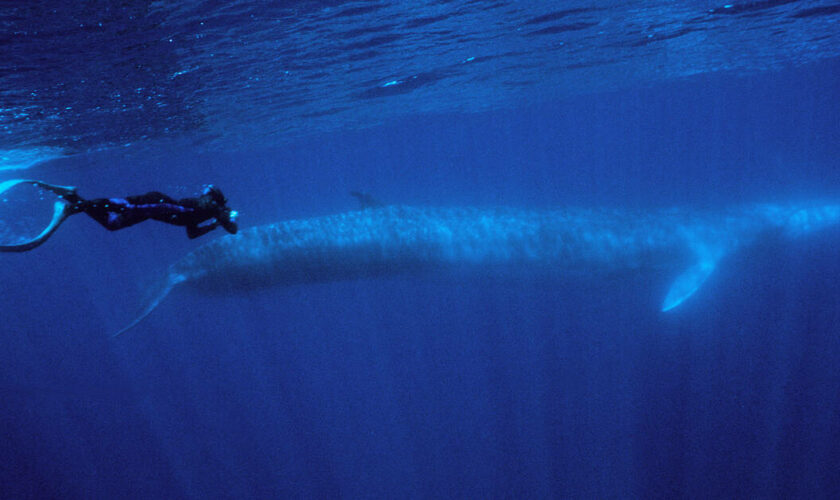 Le Japon étend sa chasse à la baleine au rorqual commun, une espèce protégée et «vulnérable»