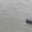 Stay away from dolphin seen in the Thames, rescuers warn