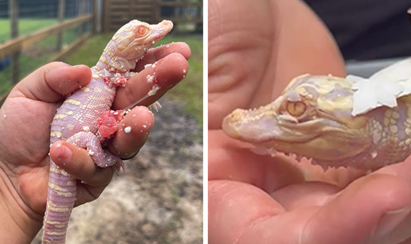 Rare albino alligator hatches in Florida: 'Estimated 100 to 200 in the world'