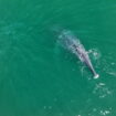 Humpback whale with no tail spotted swimming off US coast