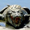 Crocodile 'responsible for man's death' killed in third fatal attack of year