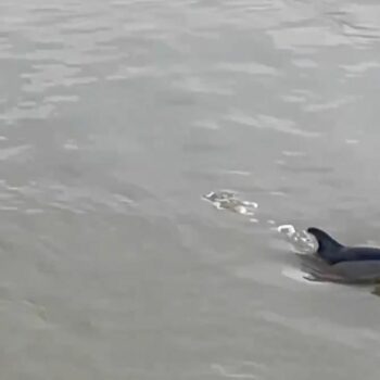 Two dolphins found dead on River Thames