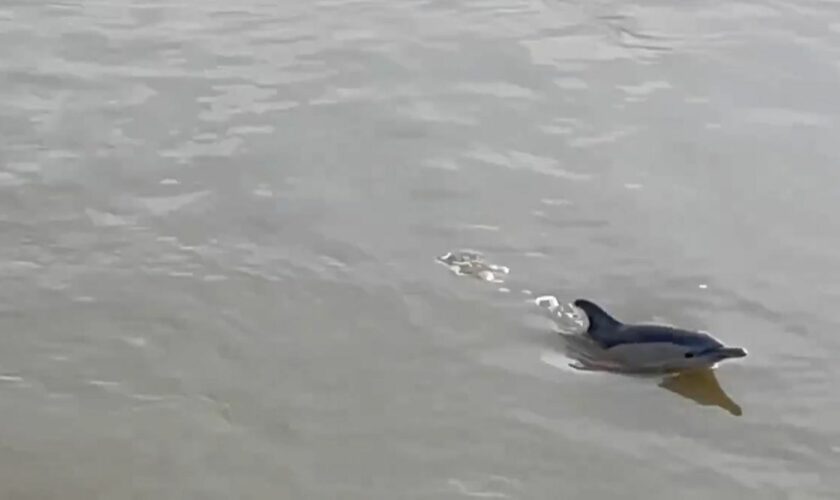 Two dolphins found dead on River Thames