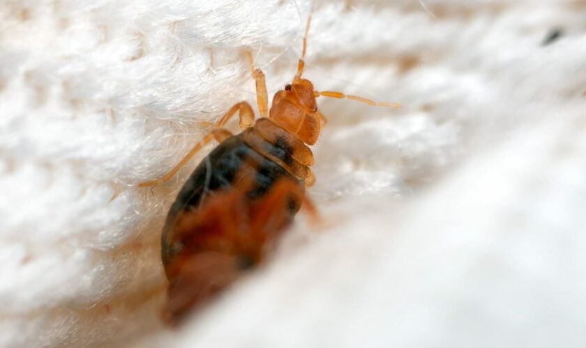 Le secret que les paysans gardent pour eux - deux cuillères de cette poudre et les punaises de lit sont éliminées