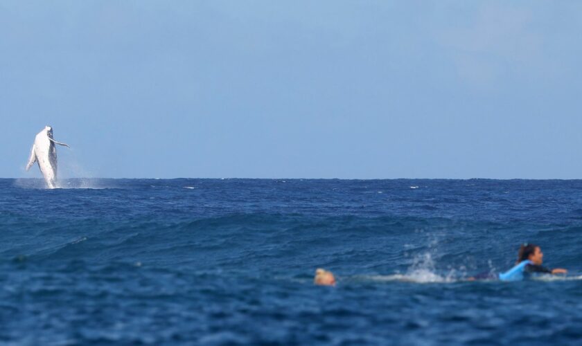 Whale 'photobombs' Olympic surfing semi-final