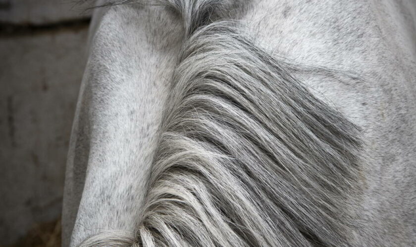 EN IMAGES - Les grooms, un métier olympique au service du cheval