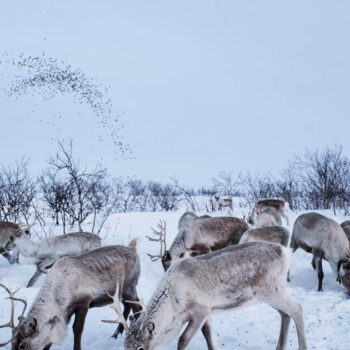 En Norvège, la colère rentrée d’une Sami longtemps considérée comme “inférieure”