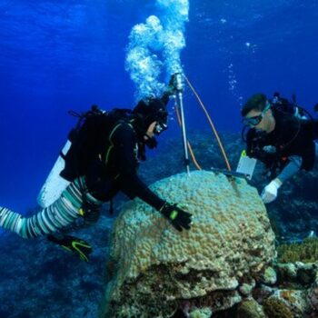 Caption: Drilling a coral skeletal core in the Coral Sea. Pic: Tane Sinclair-Taylor