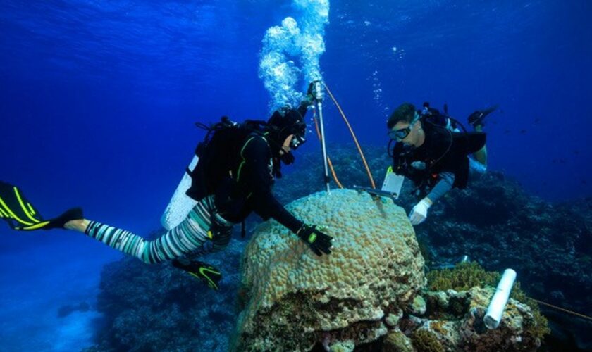 Caption: Drilling a coral skeletal core in the Coral Sea. Pic: Tane Sinclair-Taylor