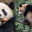 San Diego Zoo debuts two giant pandas from China in key conservation partnership