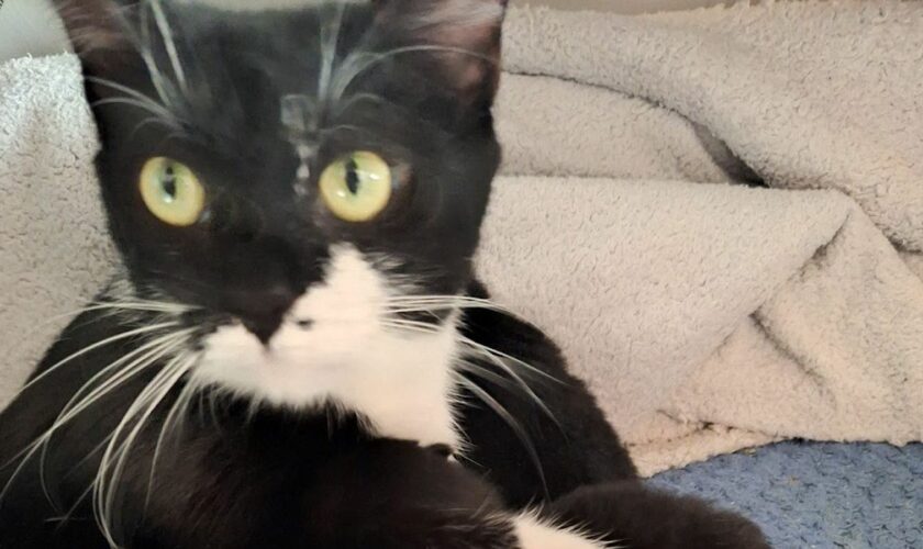 Luna, a three-year-old cat, had to be put to sleep by vets after she was poisoned. Pic: RSPCA