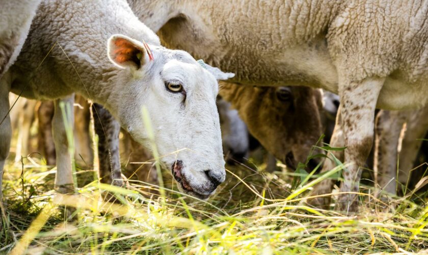 Une fièvre d’un nouveau type détecté dans un élevage de mouton du Nord, on vous explique