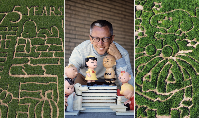 Farmers carve ‘Peanuts’ comic characters in corn mazes nationwide to celebrate 75-year anniversary