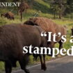 Moment Bison stampede metres from family