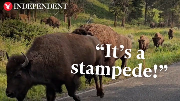 Moment Bison stampede metres from family