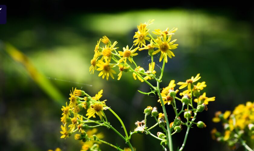 Heimisches Jakobskreuzkraut: Gefahr für Natur und Tier?