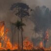 Brasilien: Im Amazonas-Gebiet brennen so viele Wälder wie zuletzt 2004