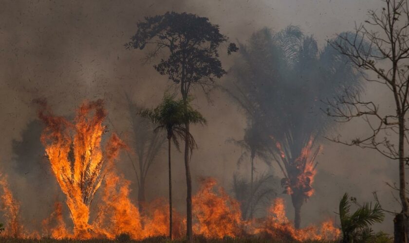 Brasilien: Im Amazonas-Gebiet brennen so viele Wälder wie zuletzt 2004