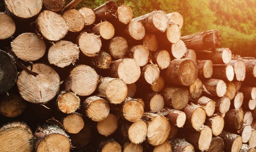 Holz plötzlich klimaschädlich – Bundesregierung plant CO2-Abgabe