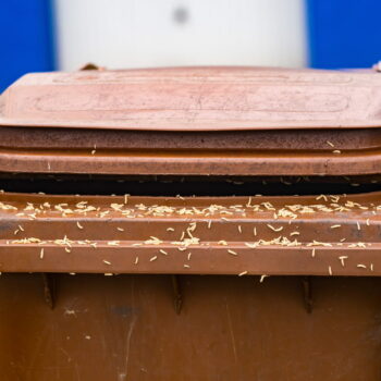 Les asticots pullulent dans les poubelles l'été, voici comment s'en débarrasser. Sans ça, ils peuvent se propager ailleurs