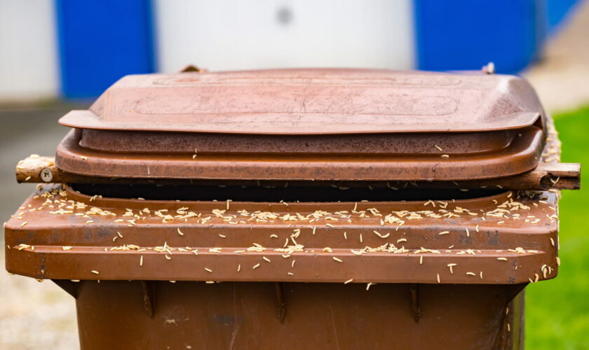 Les asticots pullulent dans les poubelles l'été, voici comment s'en débarrasser. Sans ça, ils peuvent se propager ailleurs