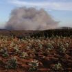 Waldbrände in Portugal: Das brennt wie Zunder