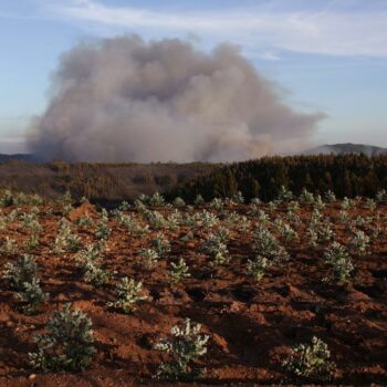 Waldbrände in Portugal: Das brennt wie Zunder