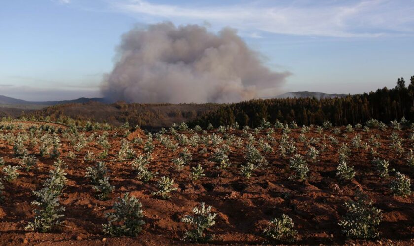 Waldbrände in Portugal: Das brennt wie Zunder