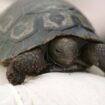 «C’est un super événement» : une tortue géante des Galapagos est née en France pour la première fois