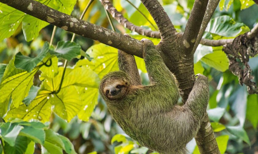 What is sloth fever and can I catch it?