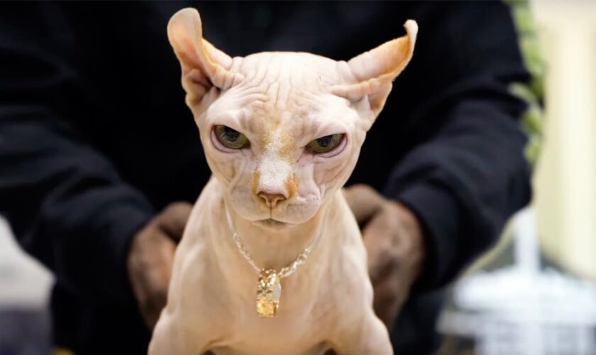 Warning as ‘exaggerated’ hairless ‘bullycats’ being bred in UK despite serious health issues