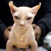 Warning as ‘exaggerated’ hairless ‘bullycats’ being bred in UK despite serious health issues