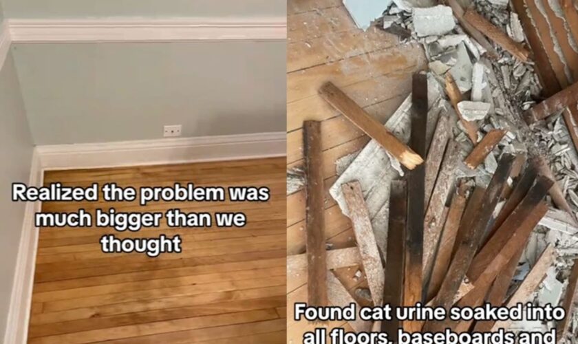 TikToker buys first home only to discover it’s covered in cat urine: ‘Nightmare’