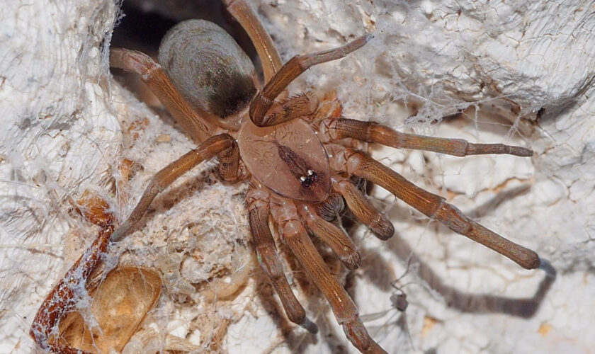 Une araignée violoniste cause la mort d’un Italien, quelques semaines après sa morsure dans son jardin