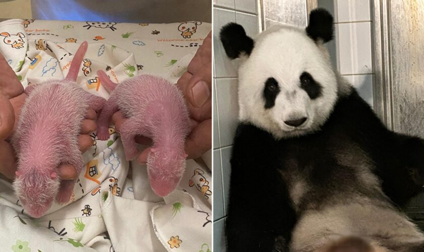 Giant panda and first-time mom gives birth to historic twins: 'We are thrilled'