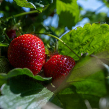 La météo extrême pèse sur la récolte des pommes, du raisin et des fraises européennes